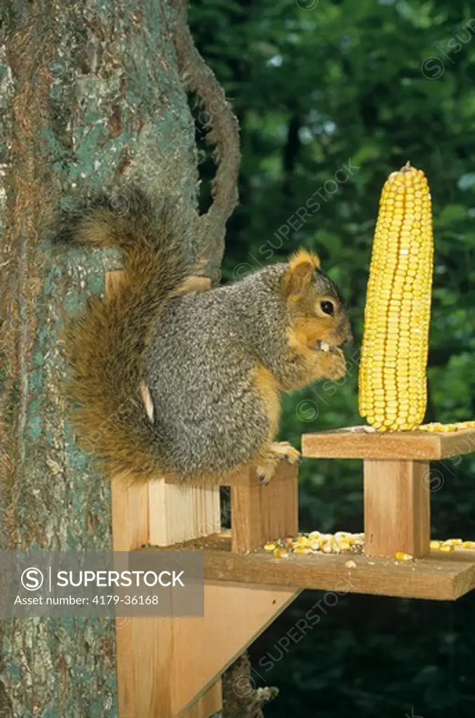Eastern Fox Squirrel (Sciurus niger) Eating Corn at Feeder