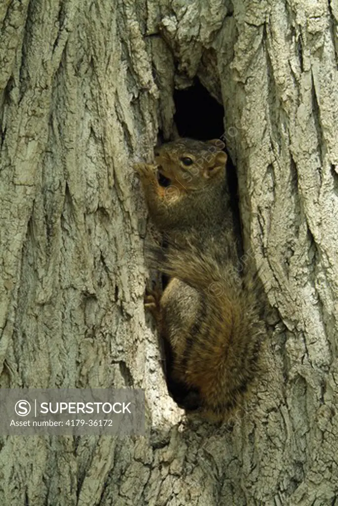 Fox Squirrel (Sciurus niger) Prospect Park, CO