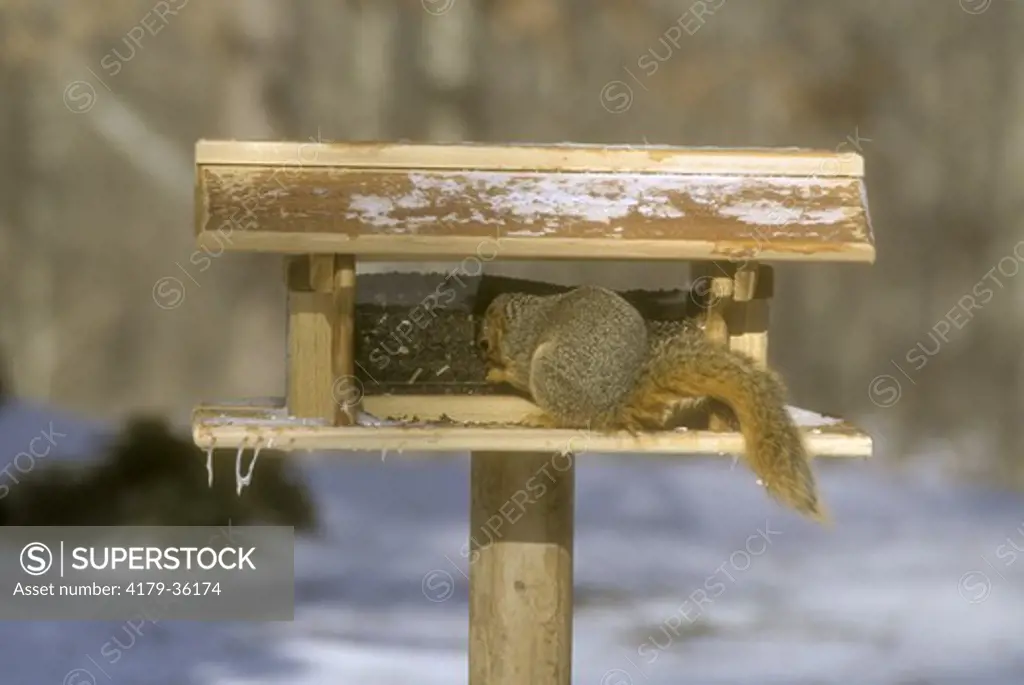 Fox Squirrel on bird feeder in winter - Marion Co. IL (Sciurus niger)