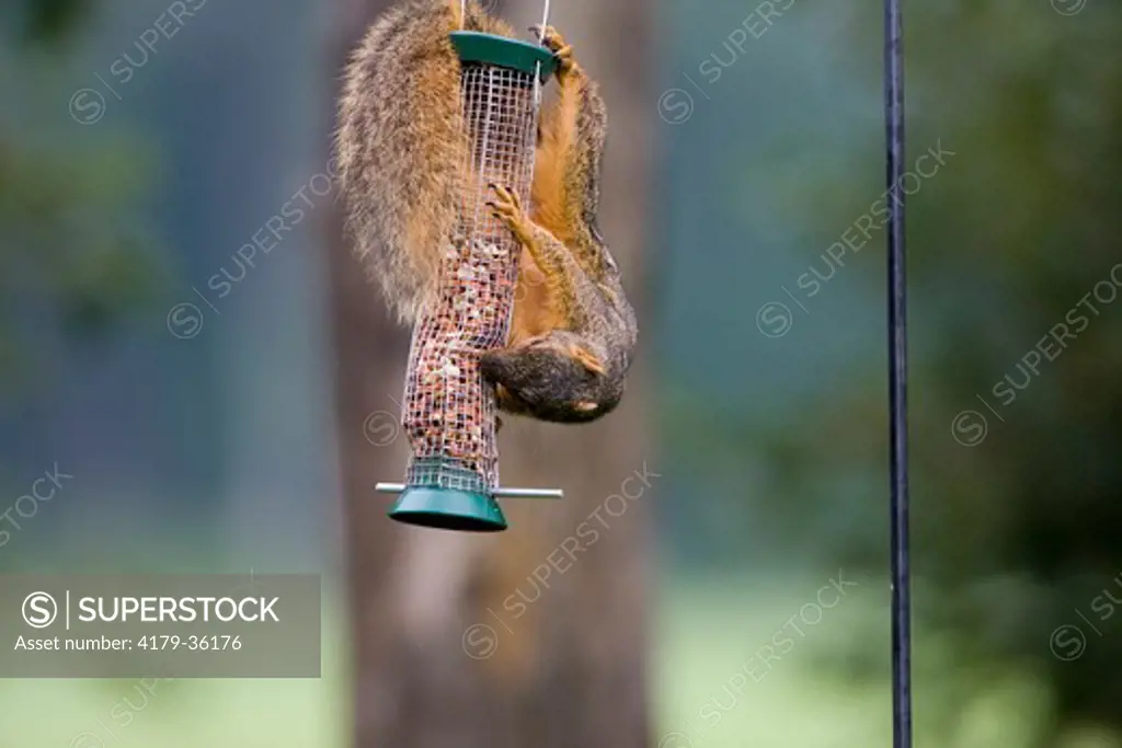 02013-008.02 Fox Squirrel (Sciurus niger) on peanut feeder, Marion Co.  IL