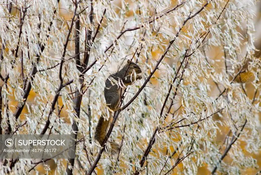 Eastern Fox Squirrel (Sciurus niger) Monte Vista NWR, CO, USA, October 2006