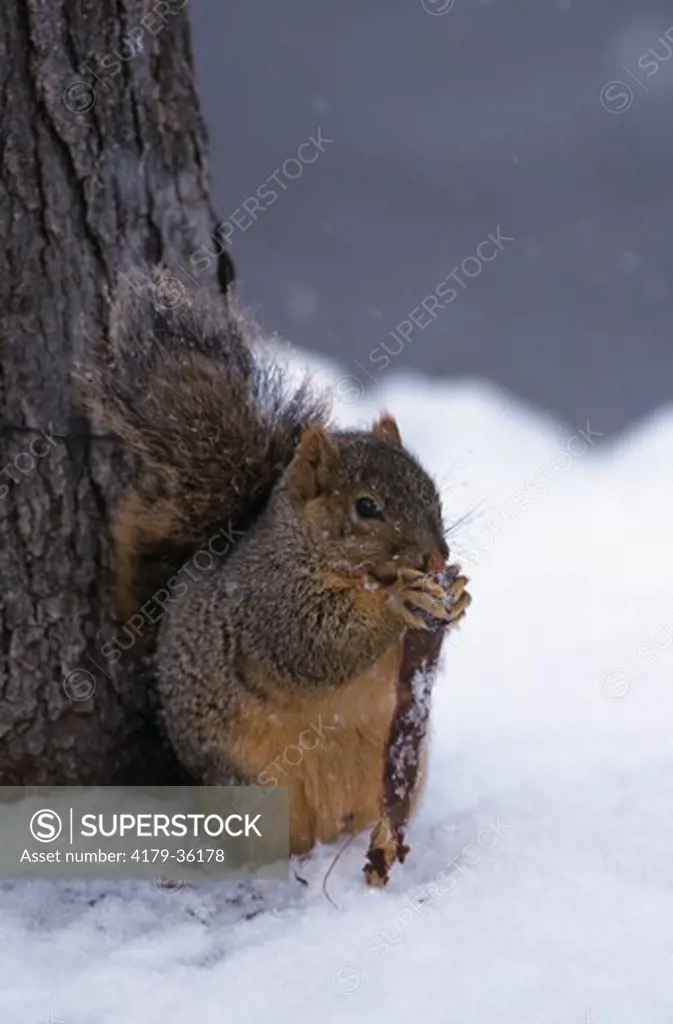Fox Squirrel eating Lotus Seeds in Snow (Sciurus niger) Denver Co. - CO, Colorado