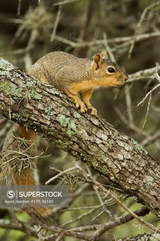 Eastern Fox Squirrel, Red Squirrel in Texas Hill Country, Comfort Texas