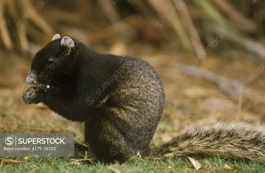 Fox Squirrel eating (Sciurus niger), Florida