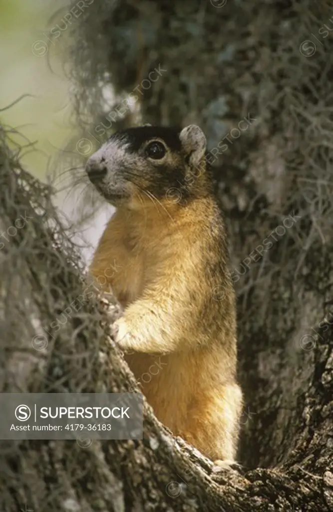 Fox Squirrel in Tree (Sciurus niger), Florida