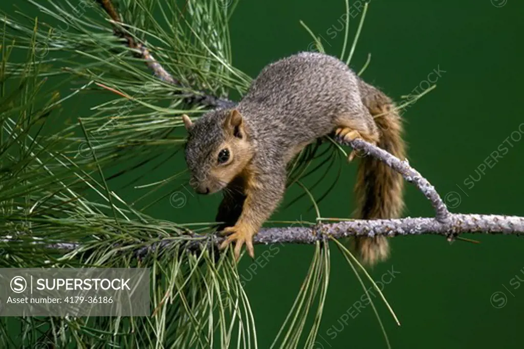 Fox Squirrel (Sciurus niger) MT