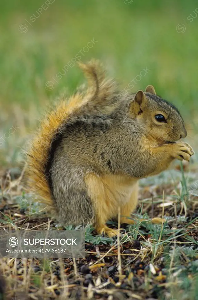 Fox Squirrel (Sciurus niger), MT