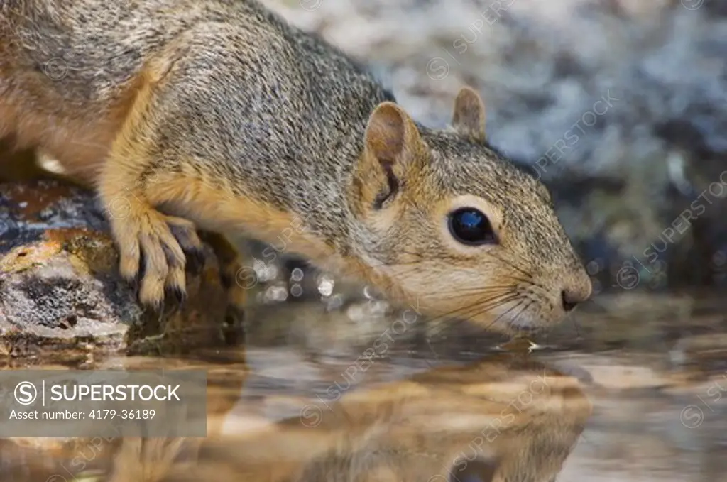Eastern Fox Squirrel (Sciurus niger) adult drinking from spring fed pond, Uvalde County, Hill Country, Texas, USA, April 2006