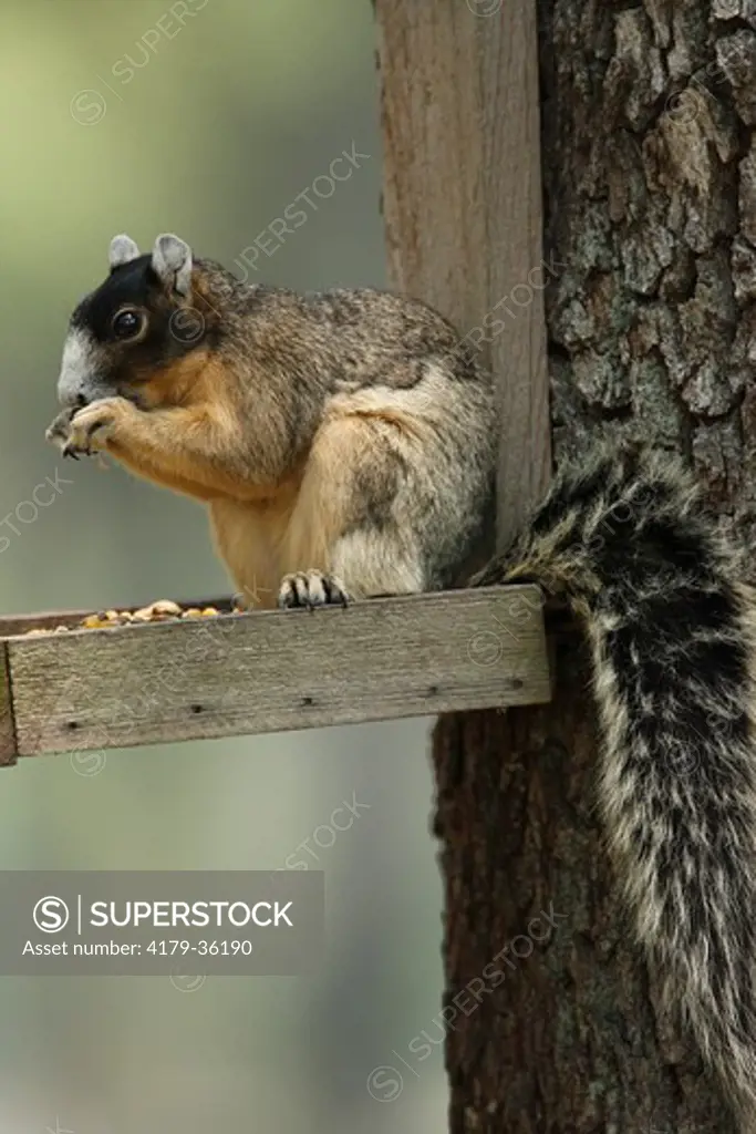 Sherman's Fox Squirrel on feeder (Sciurus niger shermani) Central Florida