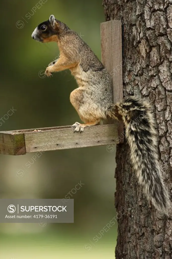Sherman's Fox Squirrel on feeder (Sciurus niger shermani) Central Florida