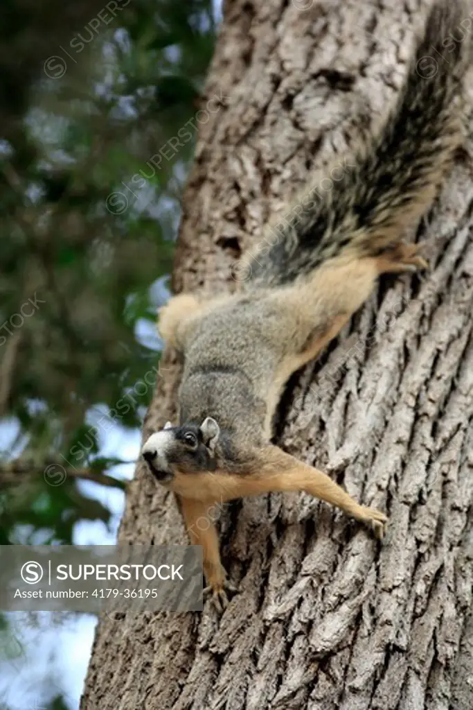 Sherman's Fox Squirrel in defense stance (Sciurus niger shermani) Central Florida