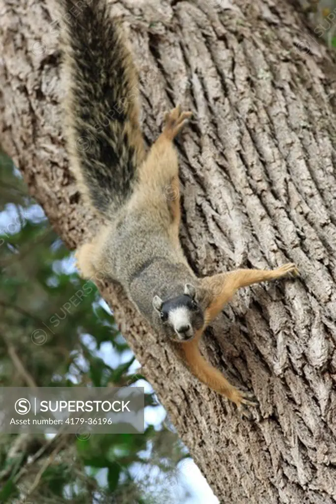 Sherman's Fox Squirrel in defense stance (Sciurus niger shermani) Central Florida