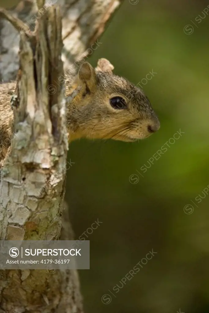 Eastern Fox Squirrel (Sciurus niger) Seadrift, Texas