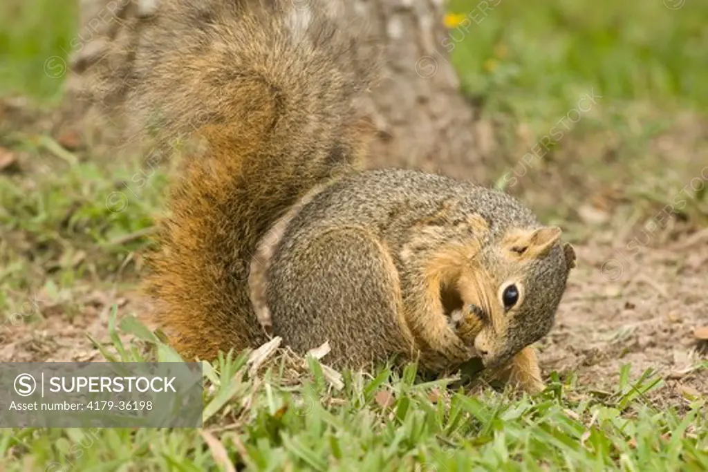 Fox Squirrel grooming self (Sciurus niger) Coastal Texas