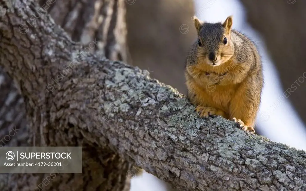 Fox Squirrel on Oak Branch, Welder Ranch, Coastal Texas