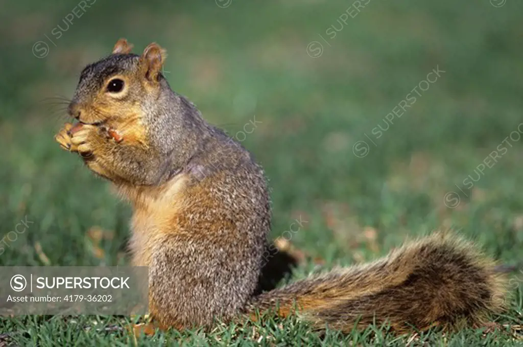 Fox Squirrel eating Acorn, Washtenaw, MI