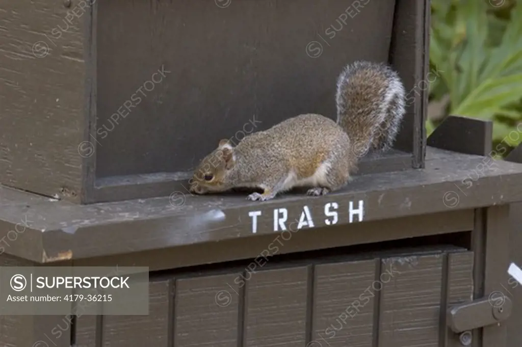 Eastern Gray Squirrel, Sciurus carolinensis, looking for food in trash container, Florida