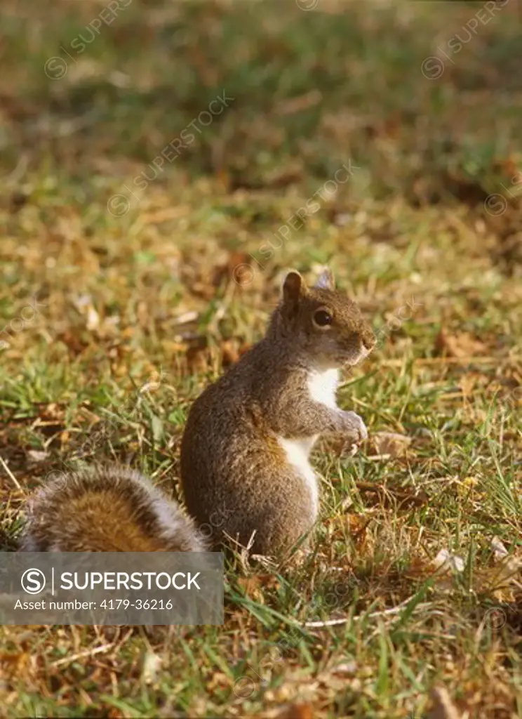 Eastern Gray Squirrel (Sciurus carolinensis), Pocono Mountains, PA
