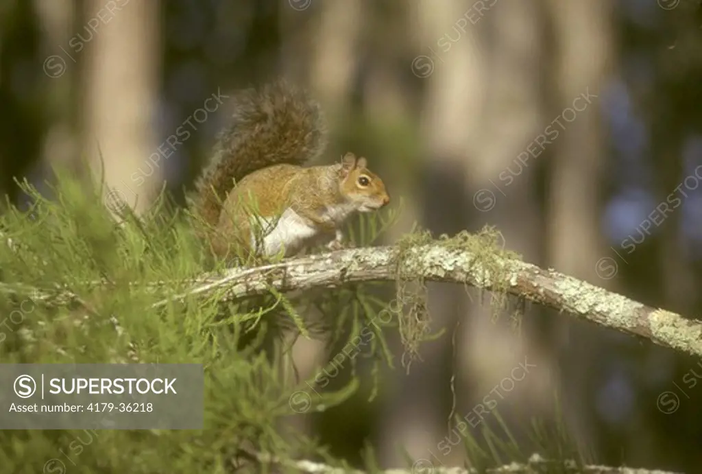 Gray Squirrel, Corkscrew Swamp Sanctuary, FL (Sciurus carolinensis)