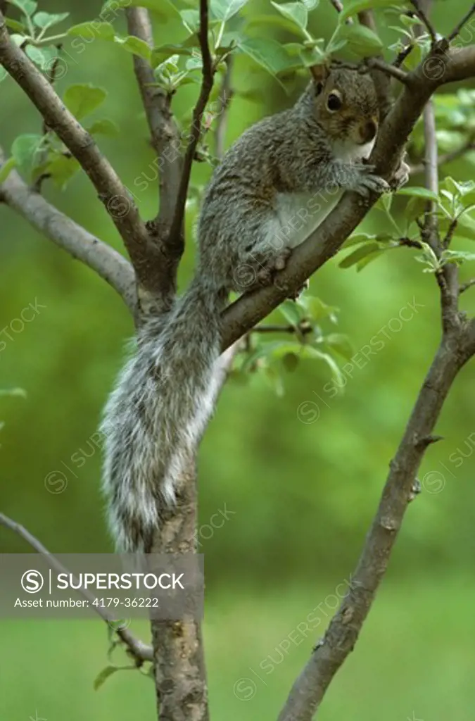 Gray Squirrel (Sciurus carolinensis) VT, Vermont