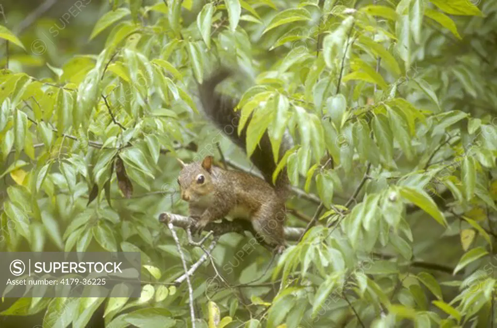 Gray Squirrel (Sciurus carolinensis) Baton Rouge - Louisana