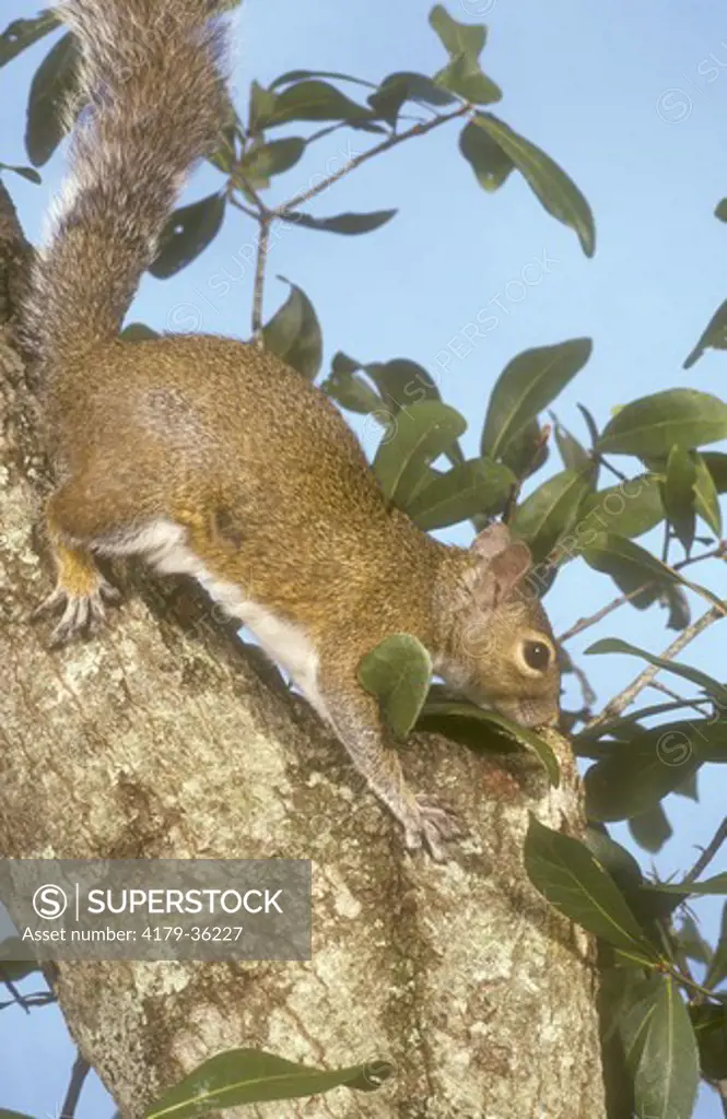 Grey Squirrel, CC (Scurus carolinensis) FL