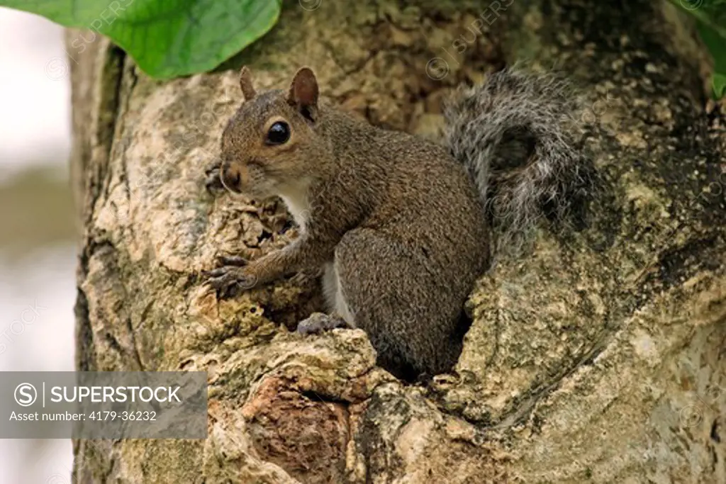 Eastern Gray Squirrel (Sciurus carolinensis) Adult on tree, Florida