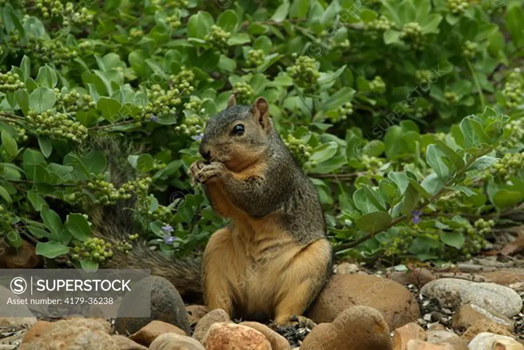 Gray Squirrel (Sciurus carolinensis) Texas
