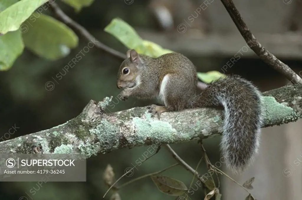 Eastern Gray Squirrel (Sciurus carolinensis) Baton Rouge, Louisiana