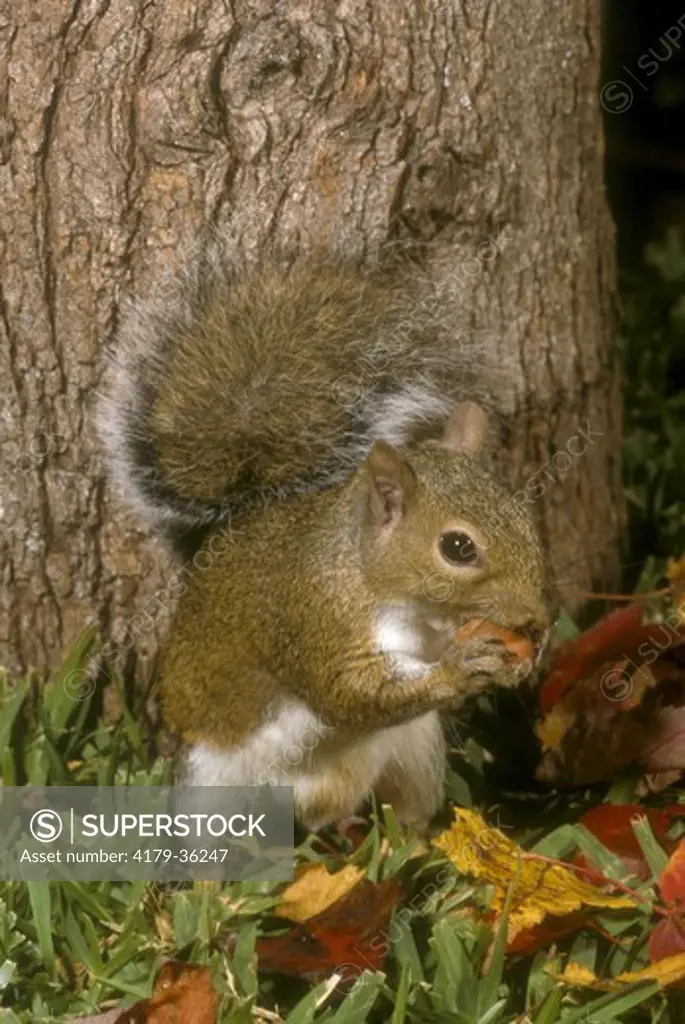 E. Grey Squirrel Eats Acorn in Fall Scene (Sciurus carolinensis) Cont. Condit.