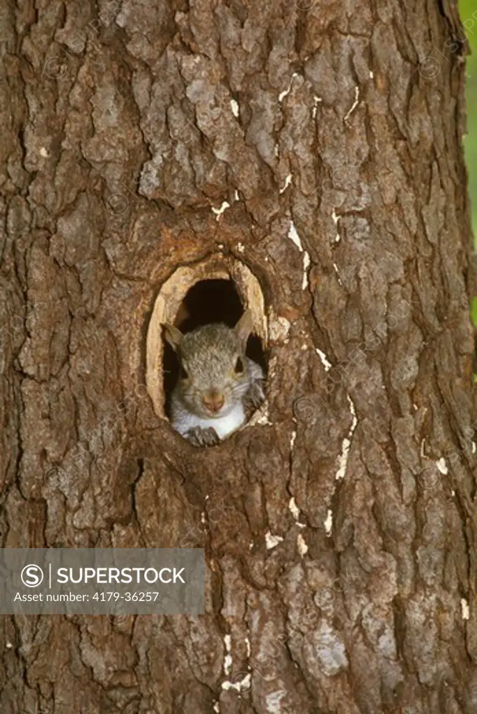 Baby Gray Squirrel (Sciurus carolinensis) Looking Through Nest Hole