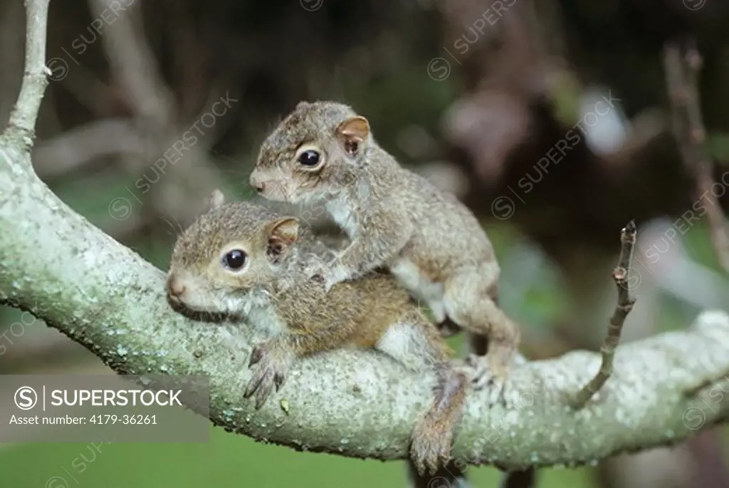 Young Grey Squirrels playing (Sciurus carolinensis)