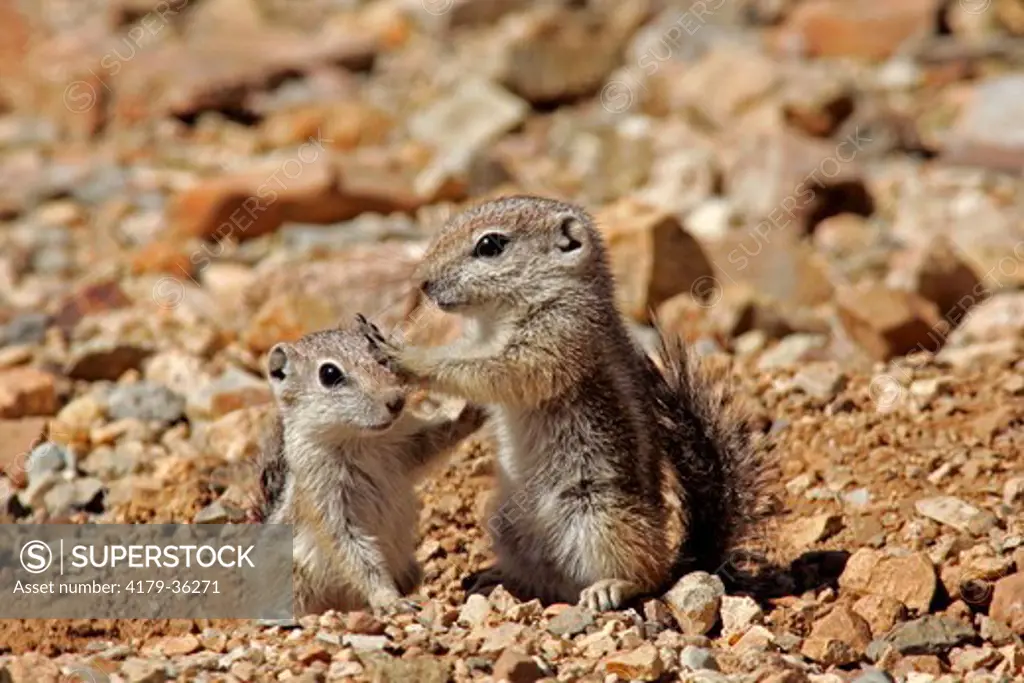 Baby Harris' Antelope Ground Squirrels (Ammospermophilus harrisii) wrestling, Pima County, AZ