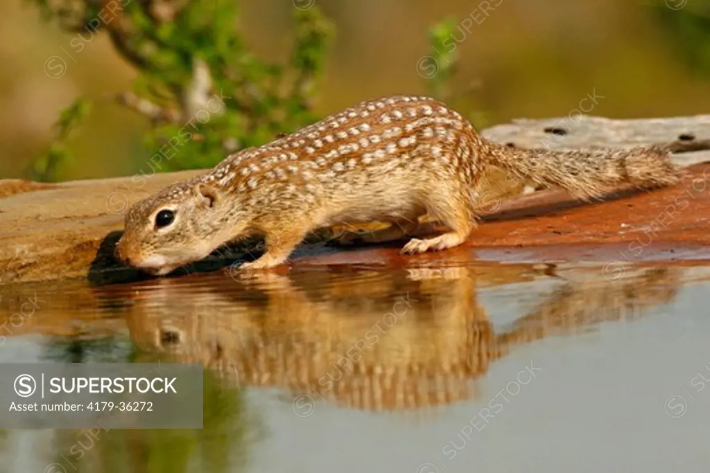 Mexican Ground Squirrel (Spermophilus mexicanus) & reflection, Starr County, TX