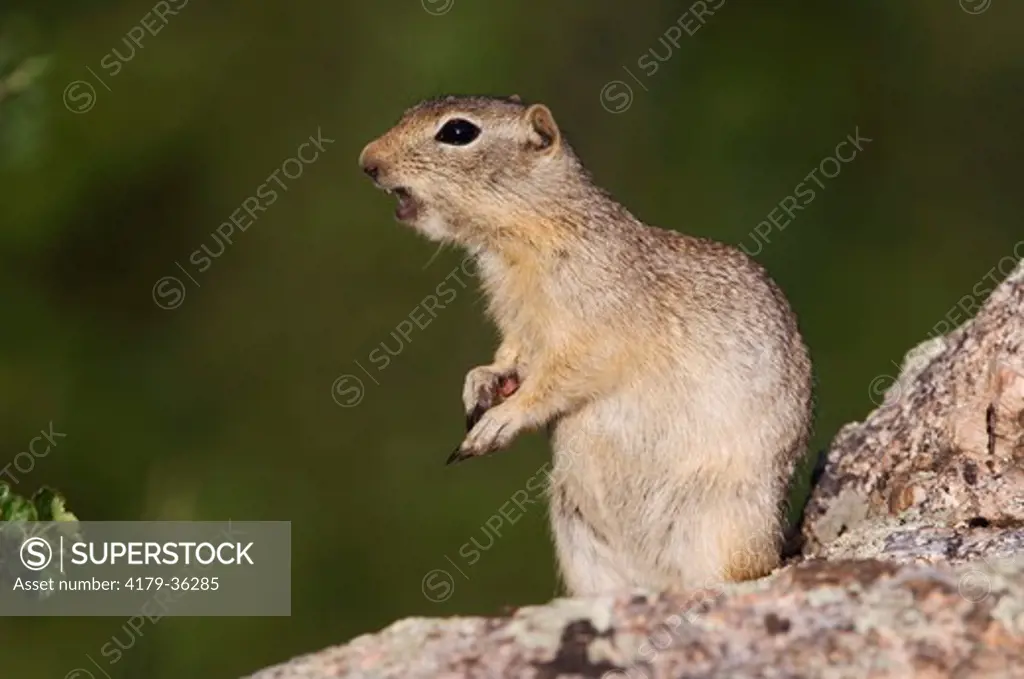 Wyoming Ground Squirrel (Spermophilus elegans) adult on rock calling, Rocky Mountain National Park, Colorado, USA, June 2007