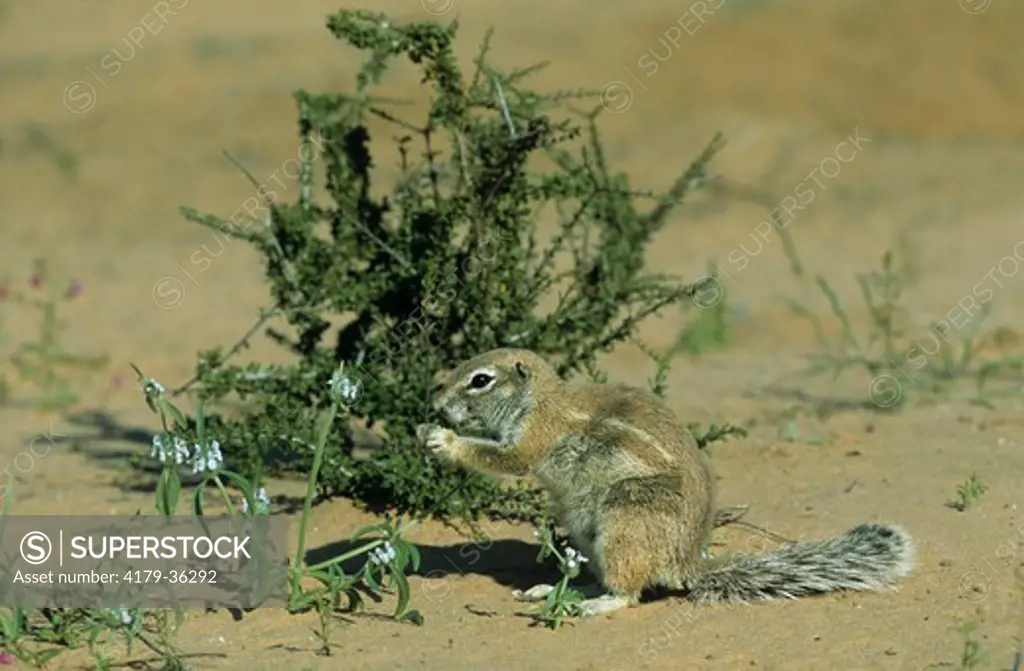 African Cape Ground Squirrel (Xerus inauris)