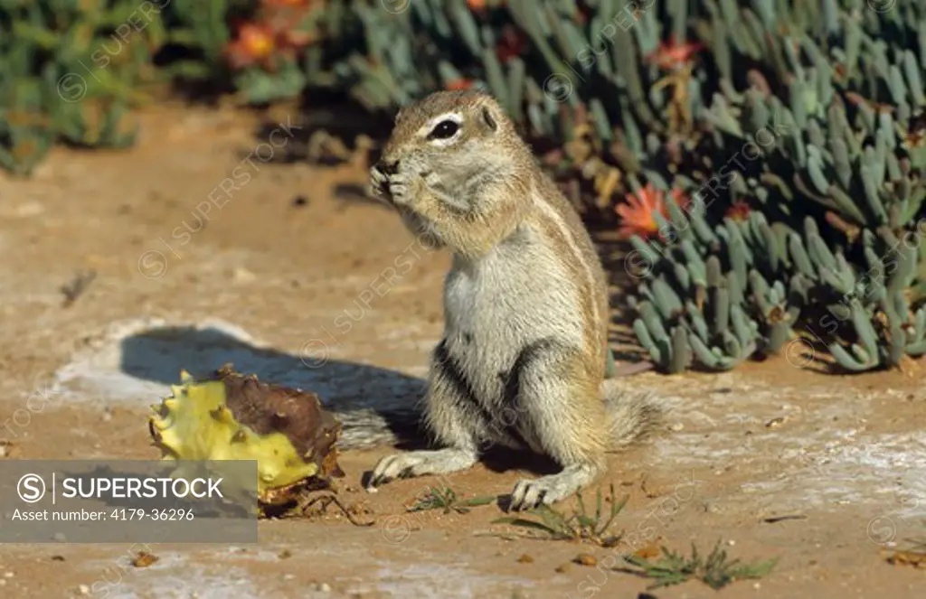 Afr. Cape Ground Squirrel (Xerus inauris)