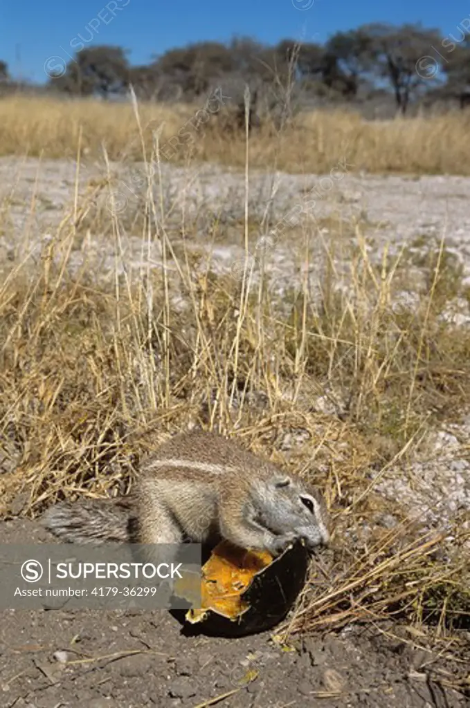 Cape Ground Squirrel eating Gourd (Xerus inauris), Etosha NP, Nambia