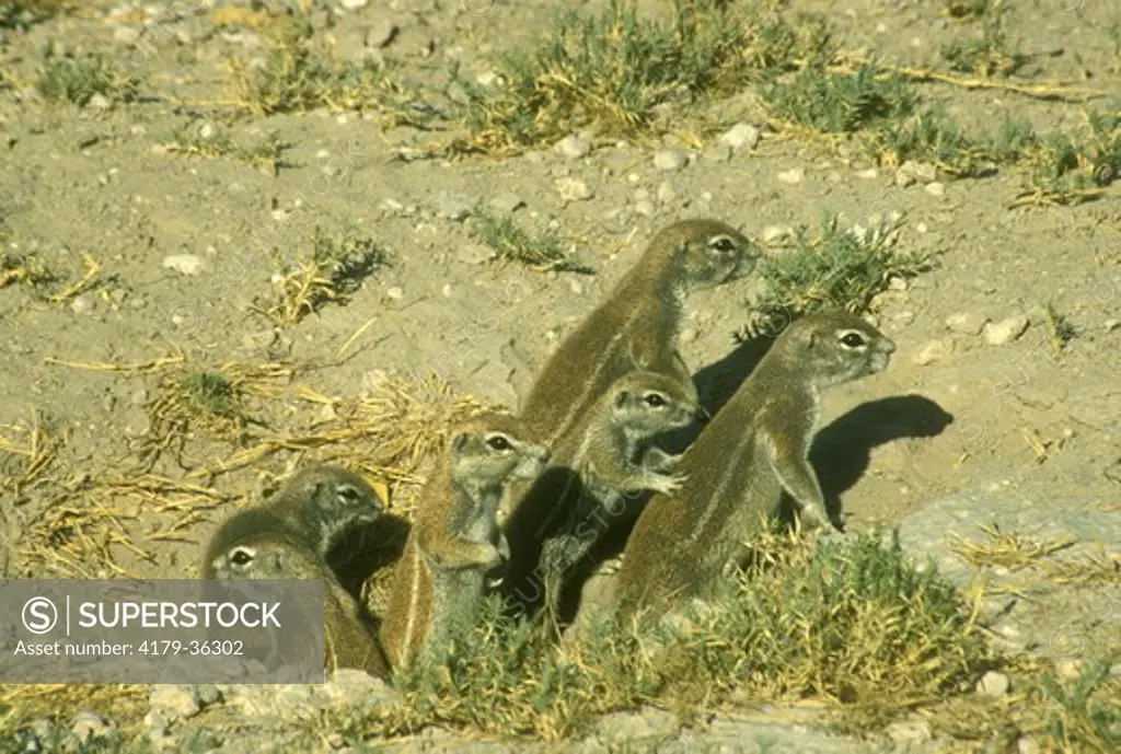 Ground Squirrel (Xerus inauris) Family at Burrow near Salvadora Dam, Etosha