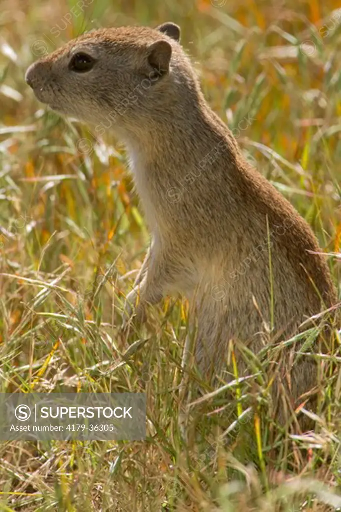 Belding Ground Squirrel (Spermophilus beldingi) Mono County, California, USA