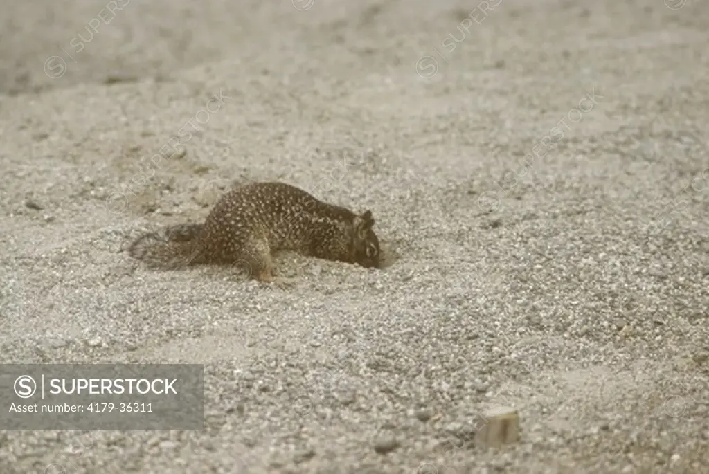 California Ground Squirrel digging in Sand (Spermophilus beecheyi), Monterey, California