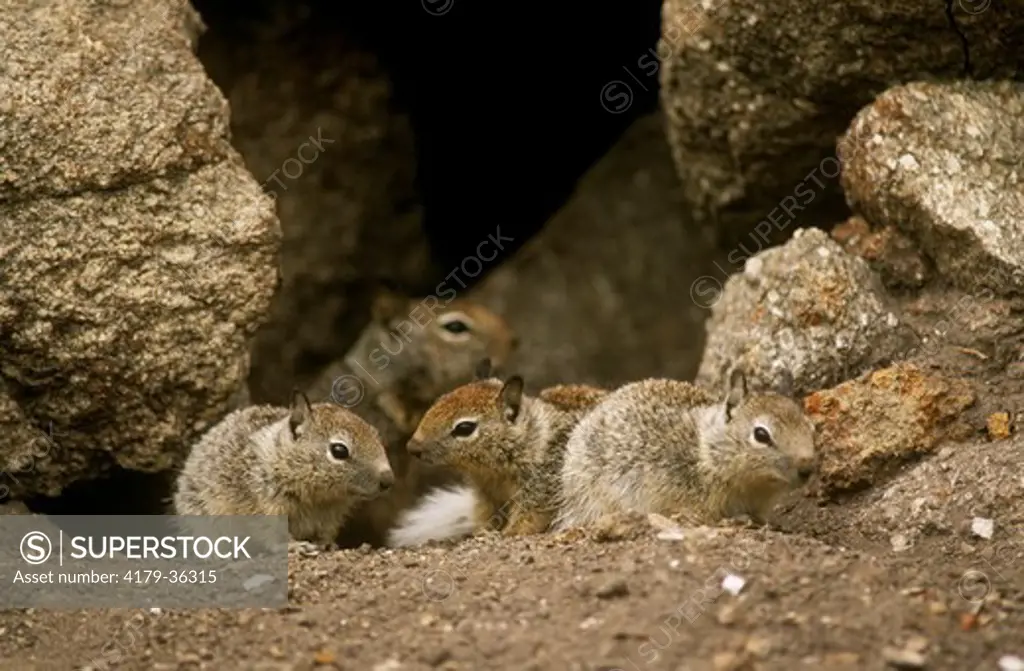 California Ground Squirrels (Citellus beecheyi), CA