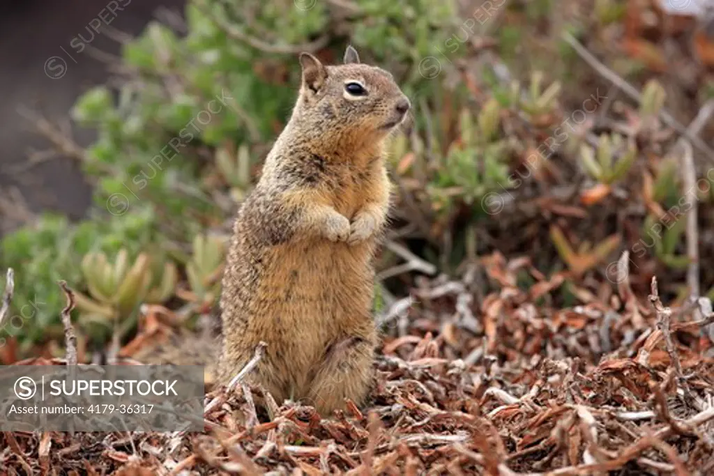 California Ground Squirrel adult alert (Citellus beecheyi) Monterey, California, USA