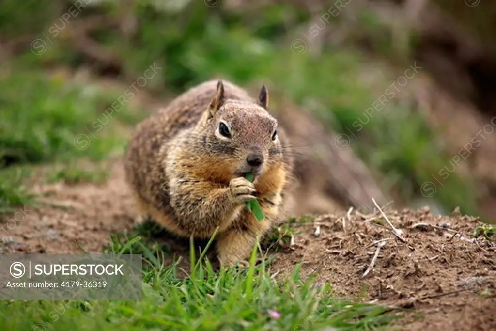 California Ground Squirrel adult (Citellus beecheyi) Monterey, California, USA