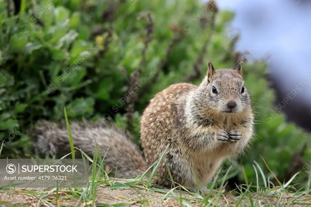 California Ground Squirrel adult alert (Citellus beecheyi) Monterey, California, USA,