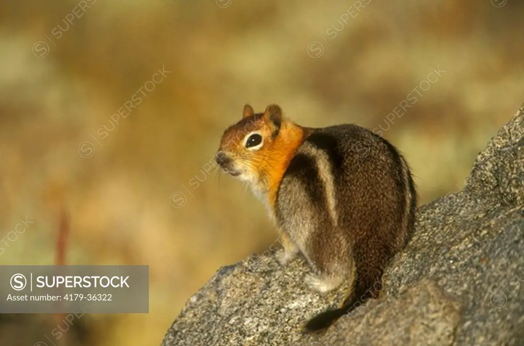 Golden-mantled Ground Squirrel, adult, E. CA (Spermophilus lateralis)