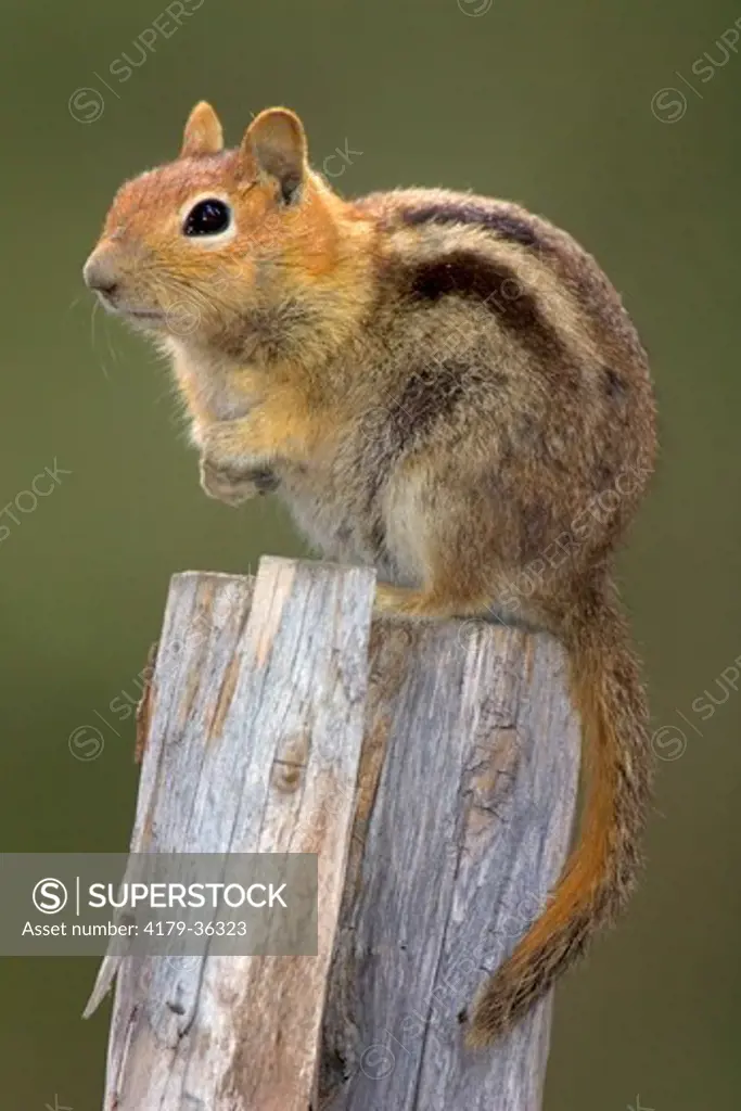Golden-mantled Ground Squirrel (Citellus lateralis) Mono County, California
