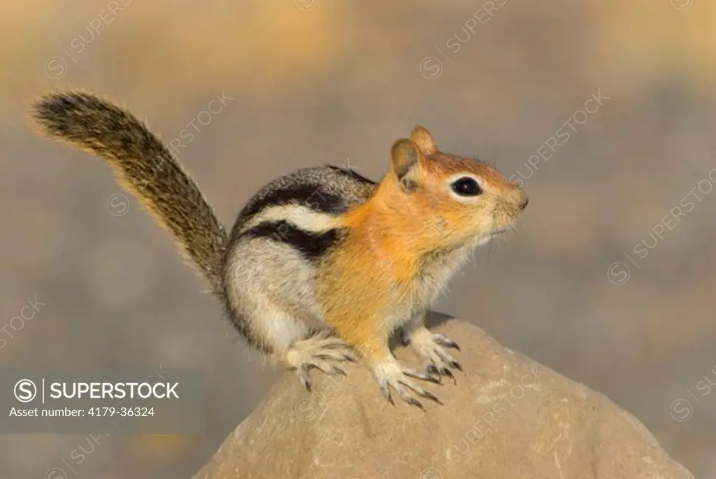 Golden-mantled Ground Squirrel (Citellus lateralis) Mono County, California
