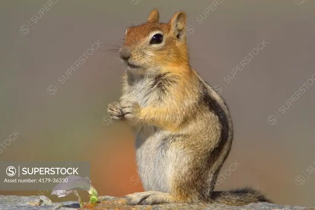 Golden-mantled Ground Squirrel (Spermophilus lateralis) Mono County, California, USA. portrait