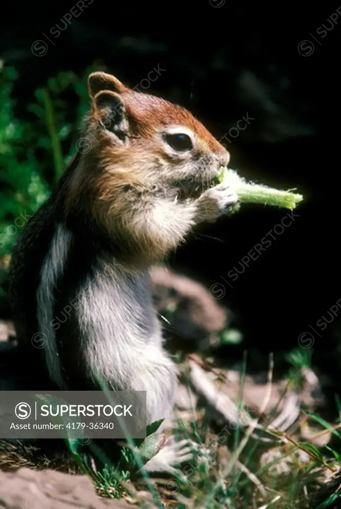 Golden-Manteled Squirrel (Citellus lateralis)Eating Alpine Sunflower   WY